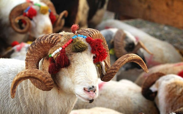 Click image for larger version  Name:	sarifice.jpg Views:	0 Size:	75.9 KB ID:	47