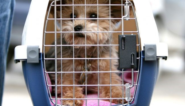 Click image for larger version  Name:	A-Veterinary-Certificate-for-Turkey-elcidtour.jpg Views:	8 Size:	66.9 KB ID:	225
