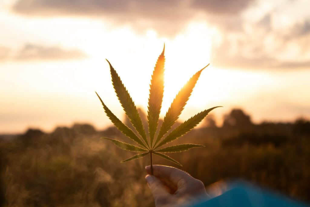 Click image for larger version

Name:	Is-Weed-a-Drug_-1-1024x683.jpg
Views:	924
Size:	85.1 KB
ID:	1636