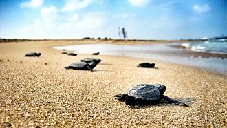 برای بزرگتر شدن عکس روی آن کلیک کنید  نام:	caretta-caretta-dekamer-iztuzu-turkey.jpg نمایش ها:	0 اندازه:	124.2 KB شناسه:	1663