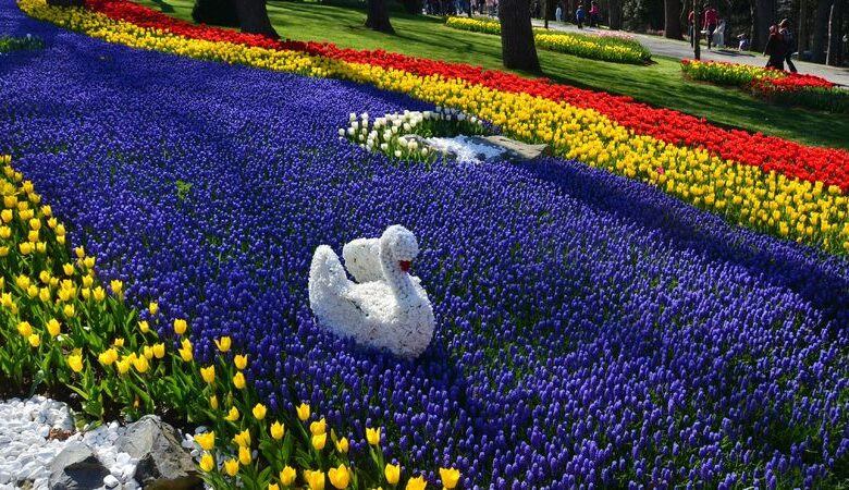Click image for larger version

Name:	tulip-festival-6-780x450.jpg
Views:	674
Size:	227.5 KB
ID:	2169