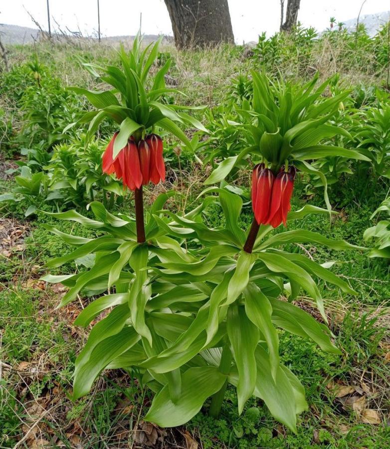 Click image for larger version

Name:	642e99974e3fe11290bc6f56.jpg
Views:	89
Size:	168.7 KB
ID:	2210