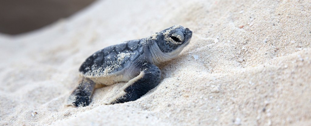 Click image for larger version

Name:	NewbornSeaTurtleCrawlingOnSand_1024.jpg
Views:	127
Size:	108.2 KB
ID:	2436