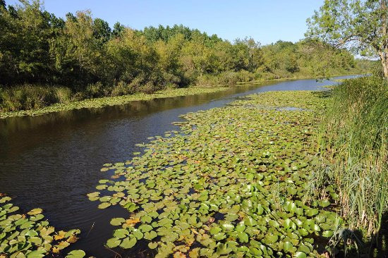 Click image for larger version

Name:	acarlar-longozu-floodplain.jpg
Views:	32
Size:	118.6 KB
ID:	3071
